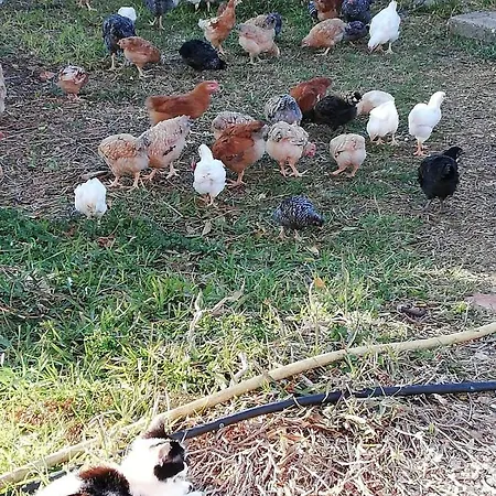 Il Pavone * Torre Lapillo