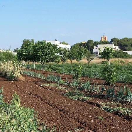 Il Pavone Torre Lapillo