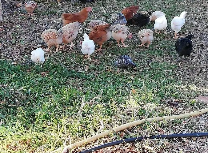 Il Pavone * טורה לפילו