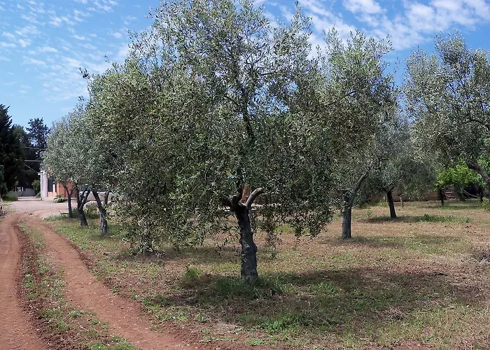 Il Pavone * טורה לפילו