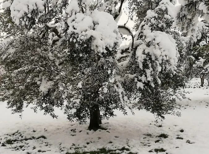 Il Pavone * טורה לפילו