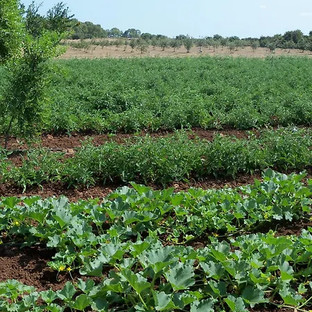 Il Pavone Gospodarstwo agroturystyczne *