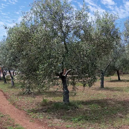 Il Pavone * Torre Lapillo